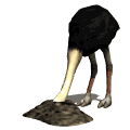 ostrich animéiert-biller-gif